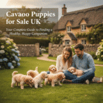 Cavapoo Puppies for Sale UK: Your Complete Guide to Finding a Healthy, Happy Companion