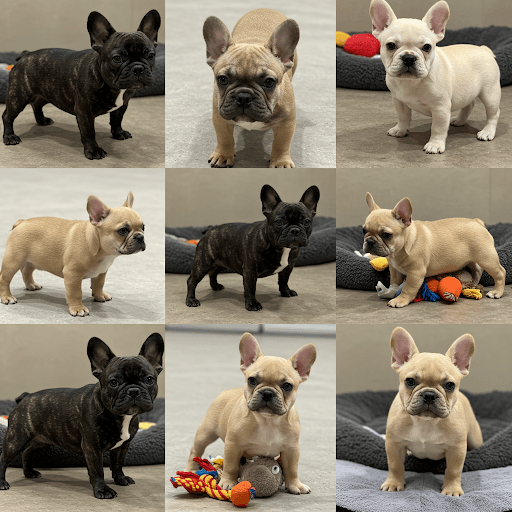 Don’t Miss Out: Your Ultimate Guide to the Dune London Bag Sale