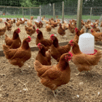 Thinking About Keeping Chickens? Your Guide to Finding Birds Near You in the UK