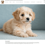 Thinking of Welcoming a Toy Poodle into Your UK Home? A Comprehensive Guide