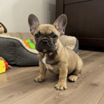 Understanding the Irresistible Charm of the French Bulldog
