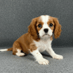 Bringing Home a Cavalier King Charles Spaniel: A Comprehensive Guide for UK Owners