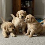 Finding Your Perfect Puppy: A Guide to Responsible Puppy Buying Near You in the UK