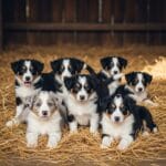 The Ultimate Guide to Finding Border Collie Puppies for Sale in the UK
