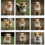 Bringing a Furry Friend Home: A Guide to Finding Dogs in Northern Ireland