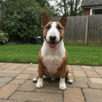 The Ultimate Guide to Finding an English Bull Terrier for Sale in the UK