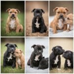 Bringing Home a Staffy: A Comprehensive Guide to Finding Your Four-Legged Friend in the UK
