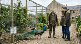 Peacocks for Sale in the UK: Costs, Care, and Legal Requirements
